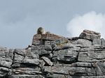 Cdn Rockies Adventure (Aug 2010) - Talus - 076
